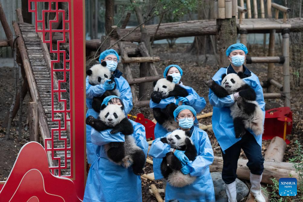 Anak panda gergasi dan penjaga diambil gambar semasa acara persembahan berkumpulan sempena Tahun Baharu Cina di Pangkalan Penyelidikan Pembiakan Panda Gergasi Chengdu, provinsi Sichuan, barat daya China, 4 Februari 2026. (Xinhua/Xu Bingjie)
