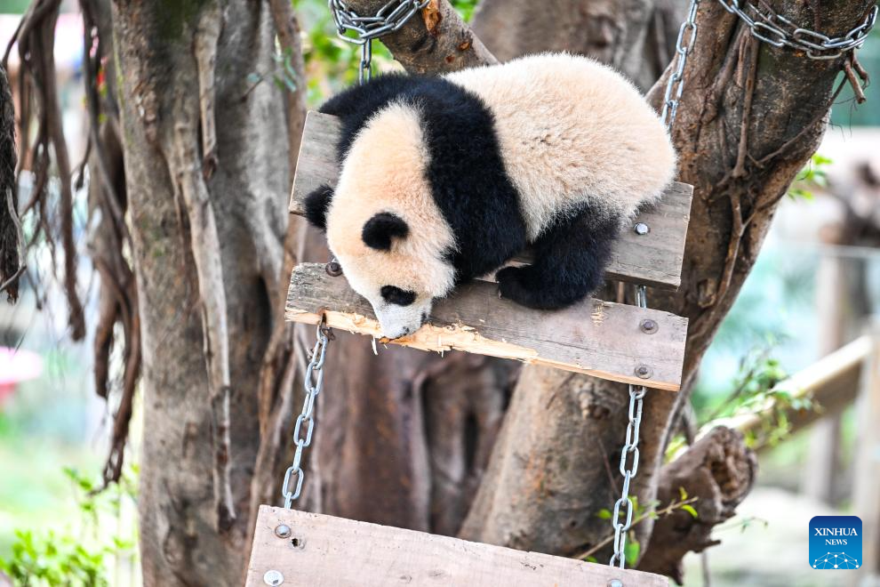 Seekor panda gergasi bermain dengan gembira di Zoo Chongqing, barat daya China, 24 Februari 2026. (Xinhua/Tang Yi)