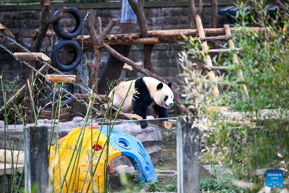 Seekor panda gergasi bermain dengan gembira di Zoo Chongqing, barat daya China, 24 Februari 2026. (Xinhua/Tang Yi)