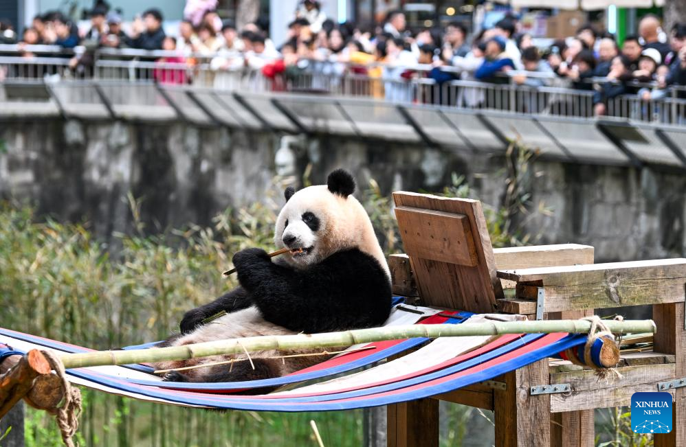 Seekor panda gergasi menikmati buluh di Zoo Chongqing, barat daya China, 24 Februari 2026. (Xinhua/Tang Yi)