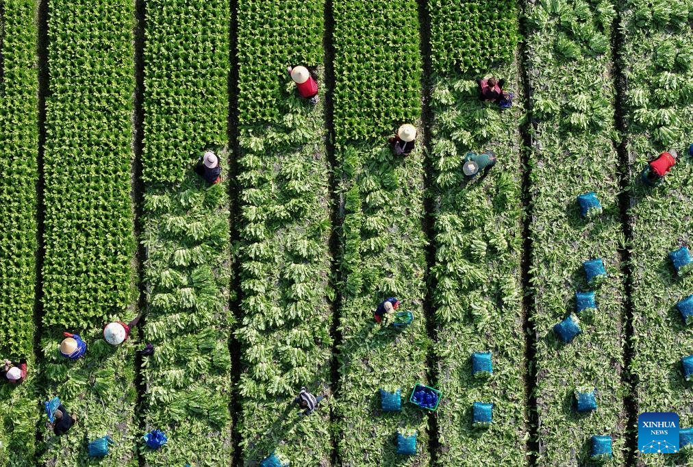 Foto dron bertarikh 24 Februari 2026 menunjukkan petani menuai sayur di ladang di pekan Jiuchi, bandar Pengzhou, provinsi Sichuan, barat daya China. (Foto oleh Luo Guoyang/Xinhua)