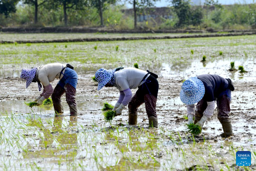Petani bersawah di kampung Manla, kaunti Menghai, kawasan autonomi Dai Xishuangbanna, provinsi Yunnan, barat daya China, 23 Februari 2026. (Foto oleh Zuo Lianjiang/Xinhua)