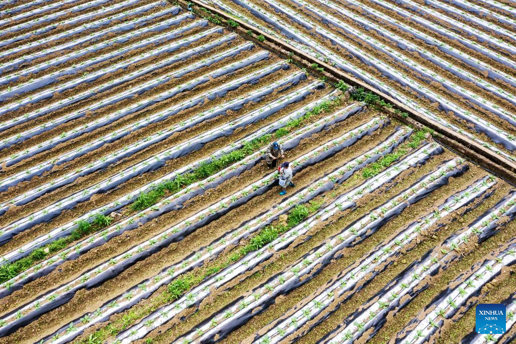 Foto dron bertarikh 25 Februari 2026 menunjukkan petani berladang di kampung Guwen, bandar Jingxi, wilayah autonomi Zhuang Guangxi, selatan China. (Foto oleh Zhao Jingwu/Xinhua)