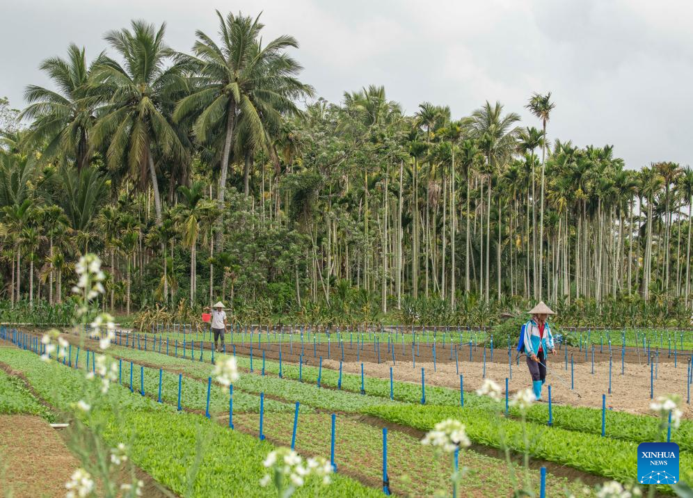 Petani berladang di kampung Nanku, bandar Qionghai, provinsi Hainan, selatan China, 25 Februari 2026. (Foto oleh Meng Zhongde/Xinhua)