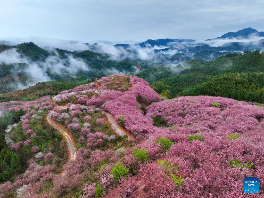 Foto udara bertarikh 28 Februari 2026 menunjukkan pepohon bunga ceri di pekan Wuling, kaunti Datian, provinsi Fujian, tenggara China. (Xinhua/Jiang Kehong)