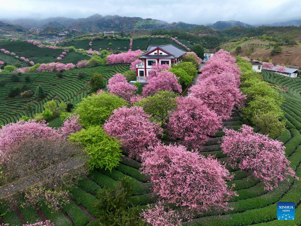 Foto udara bertarikh 28 Februari 2026 menunjukkan pepohon bunga ceri di sebuah kebun teh di pekan Yongfu, bandar Zhangping, provinsi Fujian, tenggara China. (Xinhua/Jiang Kehong)