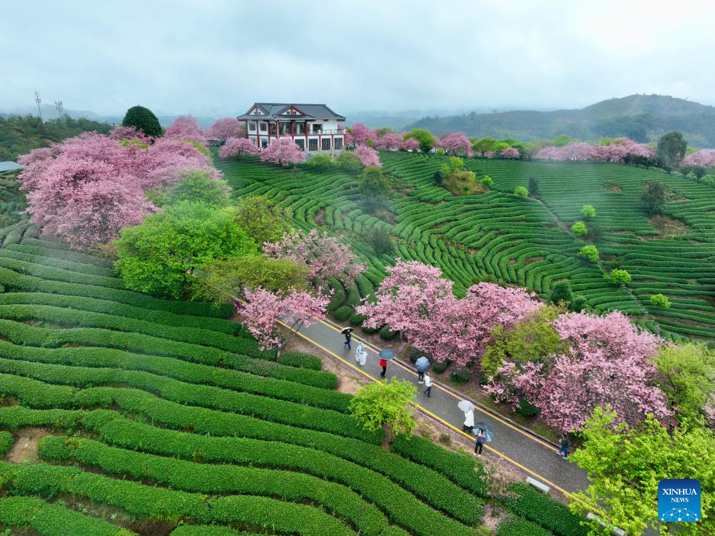 Foto udara bertarikh 28 Februari 2026 menunjukkan pepohon bunga ceri di sebuah kebun teh di pekan Yongfu, bandar Zhangping, provinsi Fujian, tenggara China. (Xinhua/Jiang Kehong)