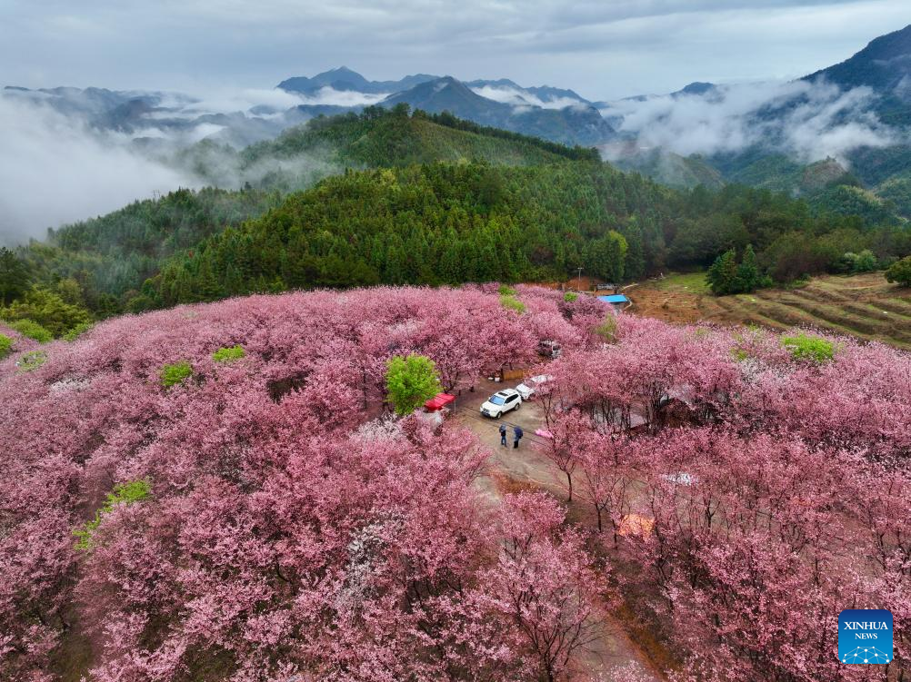 Foto udara bertarikh 28 Februari 2026 menunjukkan pepohon bunga ceri di pekan Wuling, kaunti Datian, provinsi Fujian, tenggara China. (Xinhua/Jiang Kehong)