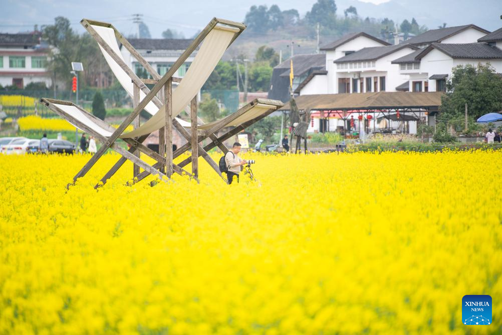 Seorang pelancong mengambil gambar ladang bunga sesawi di kampung Jiangjun, pekan Qitang, bandar Chongqing, barat daya China, 9 Mac 2026. (Xinhua/Tang Yi)