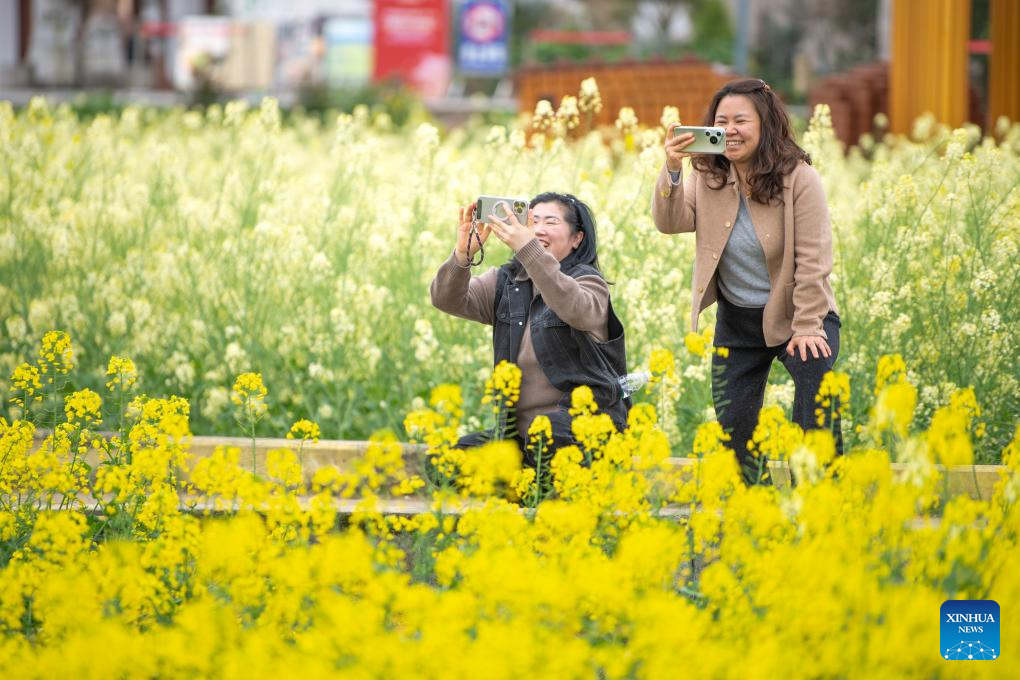 Pelancong mengambil gambar ladang bunga sesawi di kampung Jiangjun, pekan Qitang, bandar Chongqing, barat daya China, 9 Mac 2026. (Xinhua/Tang Yi)