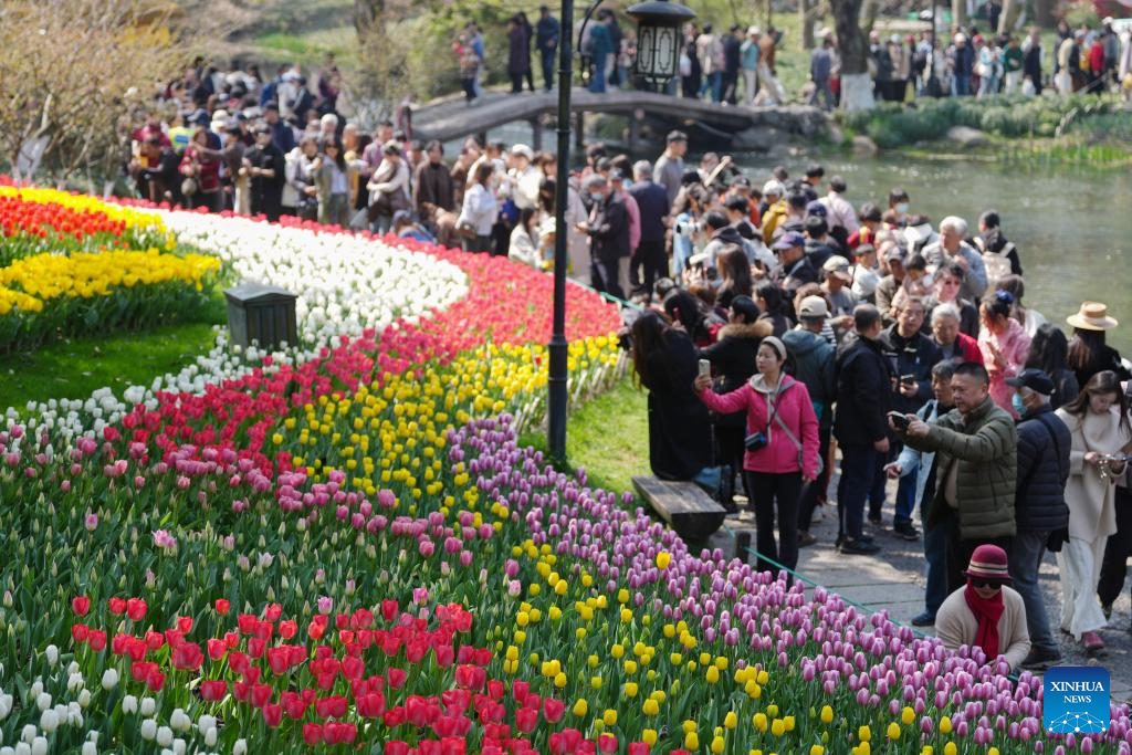 Pelancong menikmati kemekaran bunga tulip di kawasan peranginan Tasik Barat di Hangzhou, provinsi Zhejiang, timur China, 11 Mac 2026. (Xinhua/Huang Zongzhi)