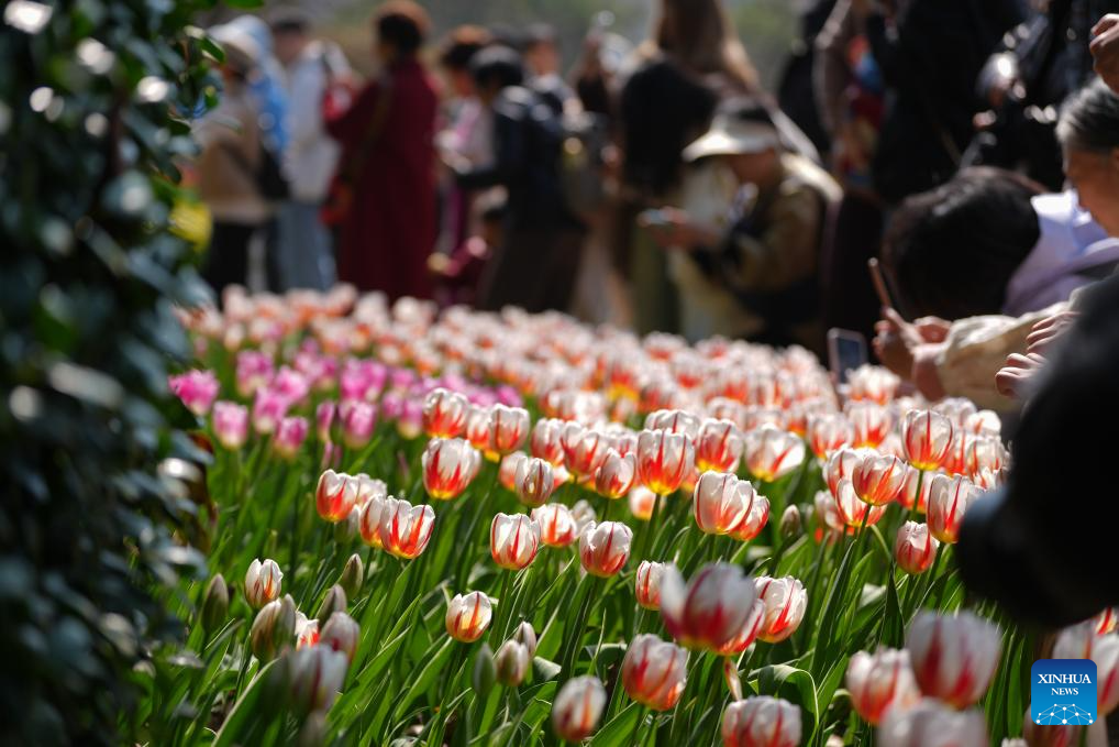 Pelancong menikmati kemekaran bunga tulip di kawasan peranginan Tasik Barat di Hangzhou, provinsi Zhejiang, timur China, 11 Mac 2026. (Xinhua/Huang Zongzhi)