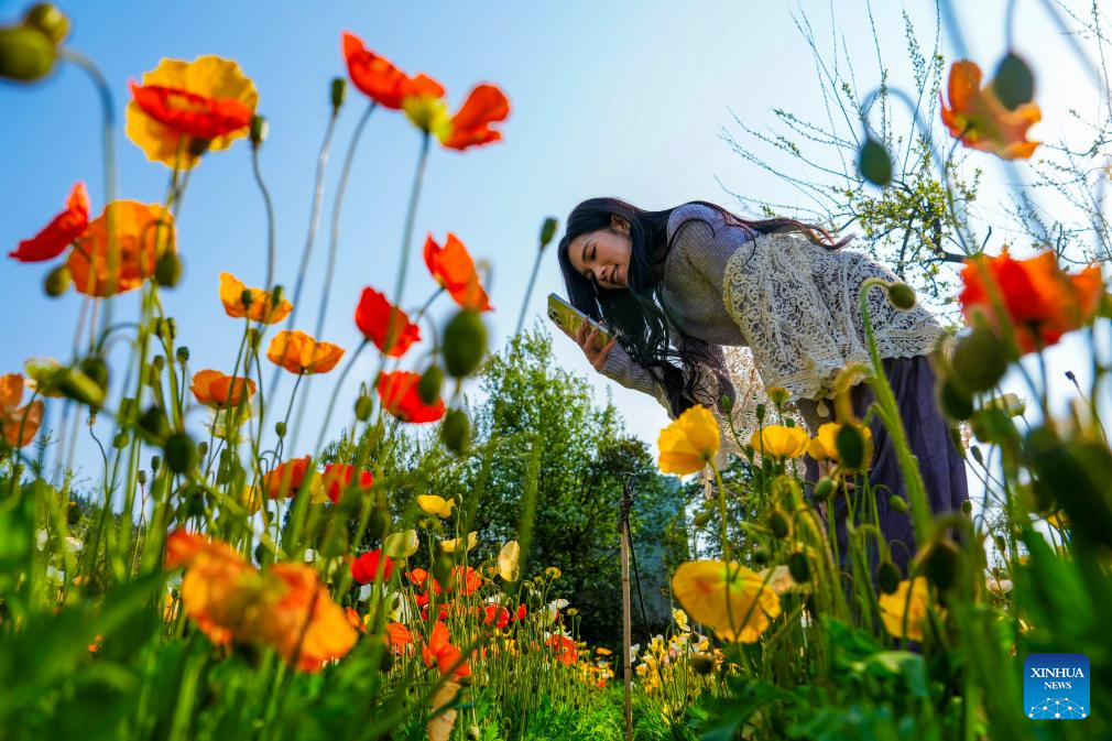 Seorang pelawat mengambil gambar bunga di sebuah kawasan berpemandangan indah di Kunming, provinsi Yunnan, barat daya China, 10 Mac 2026. (Xinhua/Chen Xinbo)