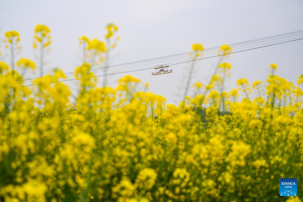Pelancong menikmati kecantikan pemandangan bunga sesawi dari kereta kabel di kawasan peranginan Chongkan, daerah Tongnan, bandar Chongqing, barat daya China. (Xinhua/Wang Quanchao)