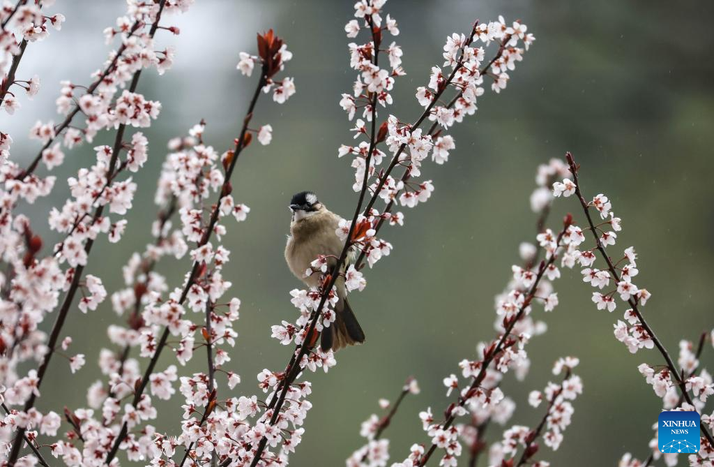 Seekor burung bertenggek di celah-celah bunga di kampung Maoping, Tongren, provinsi Guizhou, barat daya China, 16 Mac 2026. (Foto oleh Hu Panxue/Xinhua)