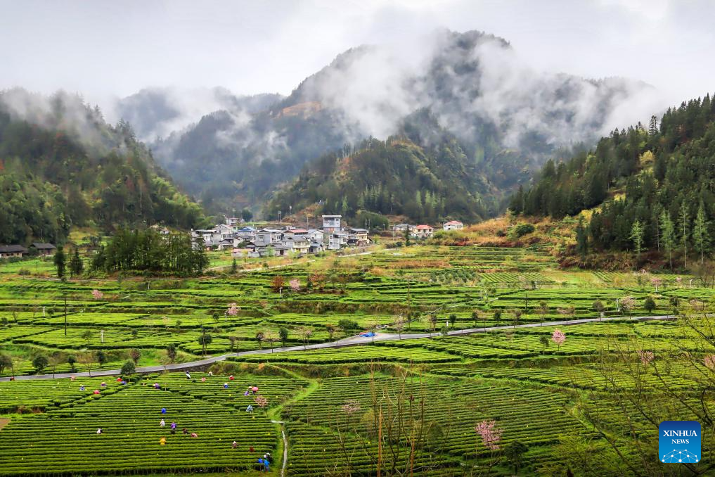 Petani memetik daun teh di kampung Xiaojiaping di kawasan autonomi Tujia dan Miao Xiangxi, provinsi Hunan, tengah China, 17 Mac 2026. (Foto oleh Zeng Xianghui/Xinhua)