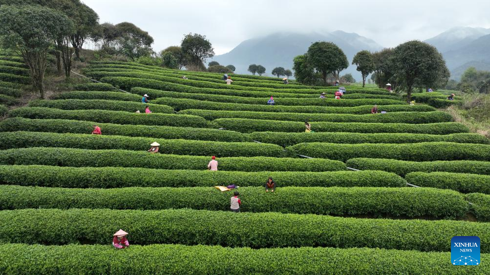 Petani memetik daun teh di sebuah kebun di kaunti Zhaoping, wilayah autonomi Zhuang Guangxi, selatan China, 17 Mac 2026. (Foto oleh Zuo Deqiang/Xinhua)