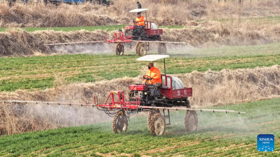 Petani membubuh membaja dan menjalankan kawalan perosak dan penyakit pada tanaman gandum di pekan Hushan, bandar Rongcheng, provinsi Shandong, timur China, 23 Mac 2026. (Foto oleh Li Xinjun/Xinhua)