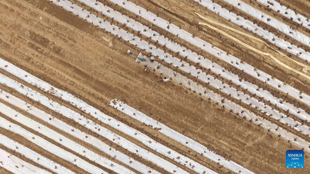 Foto dron pada 23 Mac 2026 menunjukkan petani bekerja di sebuah ladang di pekan Jiazhai, daerah Chiping, bandar Liaocheng, provinsi Shandong, timur China. (Foto oleh Zhao Yuguo/Xinhua)