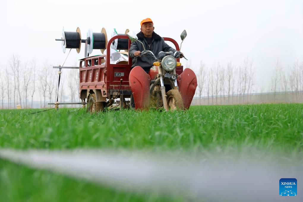 Seorang petani meletakkan talian pengairan titis untuk gandum di pekan Fengguantun, daerah Chiping, bandar Liaocheng, provinsi Shandong, timur China, 23 Mac 2026. (Foto oleh Ma Hongkun/Xinhua)
