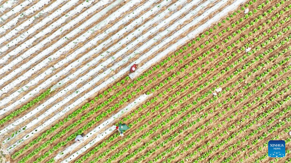 Foto dron pada 23 Mac 2026 menunjukkan petani bekerja di sebuah pangkalan penanaman sayur di kaunti Tancheng, bandar Linyi, provinsi Shandong, timur China. (Foto oleh Zhang Chunlei/Xinhua)