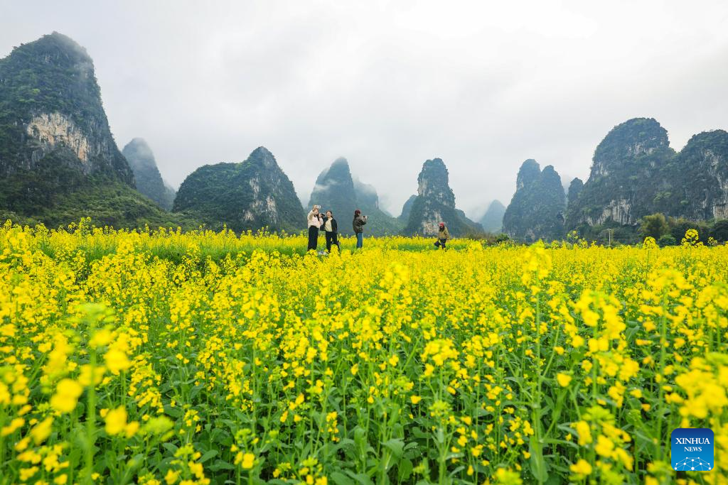 Pelancong menikmati pemandangan di tengah-tengah bunga sesawi di pekan Zhemu, daerah Yanshan, bandar Guilin, wilayah Guangxi, selatan China, 24 Mac 2026. (Foto oleh Liu Jiaoqing/Xinhua)