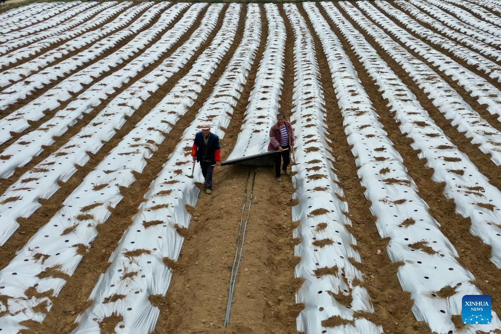 Foto dron pada 25 Mac 2026 ini menunjukkan petani meletakkan sungkupan ladang di kaunti Hezhang, bandar Bijie di provinsi Guizhou, barat daya China. (Foto oleh Jiang Ziyu/Xinhua)
