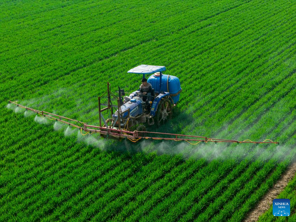Foto dron pada 25 Mac 2026 ini menunjukkan petani bekerja di ladang gandum di kampung Xiguyi, pekan Xiyan, bandar Sanmenxia di provinsi Henan, tengah China. (Foto oleh Du Jie/Xinhua)