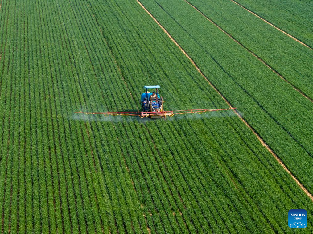 Foto dron pada 25 Mac 2026 ini menunjukkan petani bekerja di ladang gandum di kampung Xiguyi, pekan Xiyan, bandar Sanmenxia di provinsi Henan, tengah China. (Foto oleh Du Jie/Xinhua)