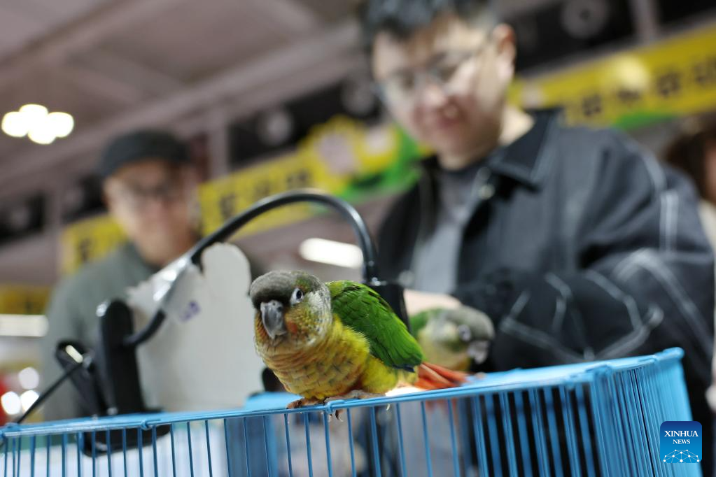 Seekor burung nuri yang dipamerkan pada ekspo haiwan kesayangan di Lanzhou, provinsi Gansu, barat laut China, 27 Mac 2026. (Xinhua/Chen Bin)