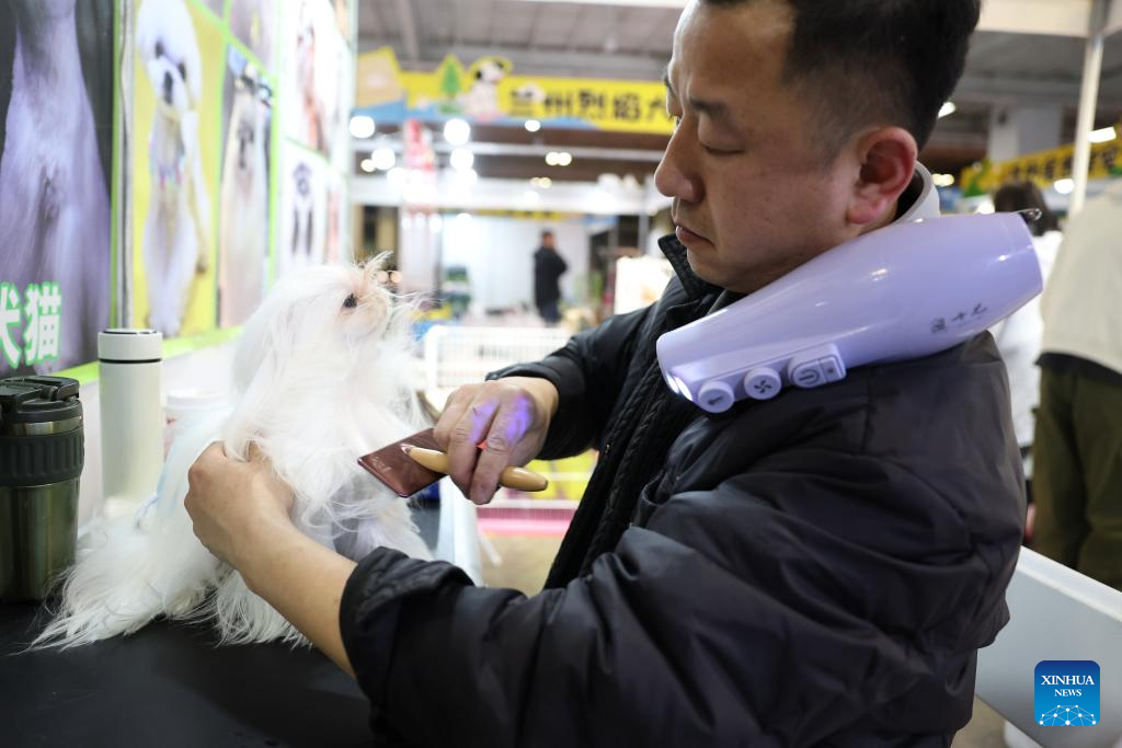 Seorang kakitangan memberus bulu seekor anjing pada ekspo haiwan kesayangan di Lanzhou, provinsi Gansu, barat laut China, 27 Mac 2026. (Xinhua/Chen Bin)