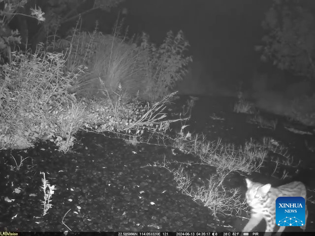 Tangkap layar daripada klip video kamera inframerah ini menunjukkan seekor kucing hutan menggunakan Jambatan No. 1 Denai Kunpeng di Shenzhen, provinsi Guangdong, selatan China. (Xinhua)