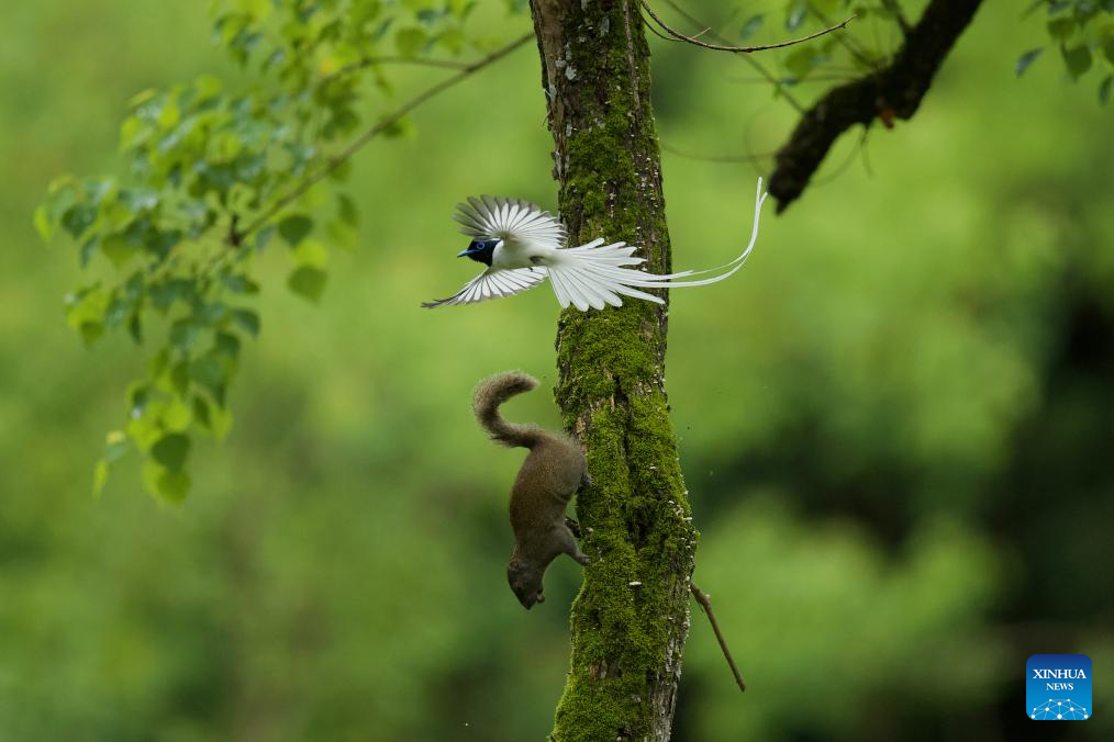 Foto yang diambil pada 2 Jun 2025 ini menunjukkan seekor burung seriwang Asia dan seekor tupai di kampung Bangxia, pekan Liyang, bandar Huangshan di provinsi Anhui, timur China. (Foto oleh Zhou Jie/Xinhua)
