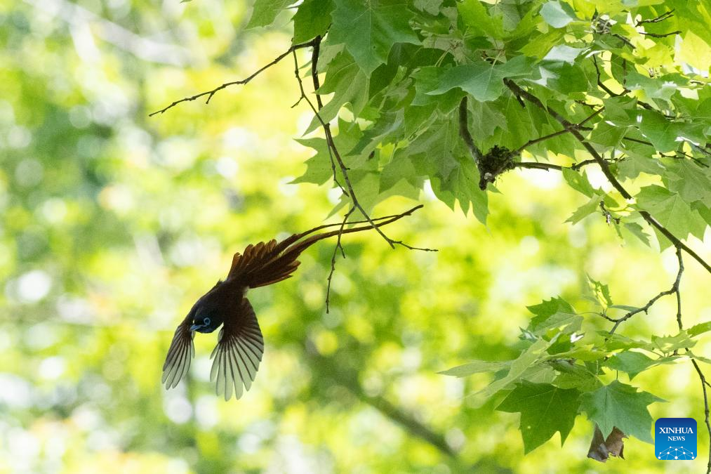 Foto yang diambil pada 6 Mei 2026 ini menunjukkan seekor burung seriwang Asia di kampung Bangxia, pekan Liyang, bandar Huangshan di provinsi Anhui, timur China. (Foto oleh Zhou Jie/Xinhua)