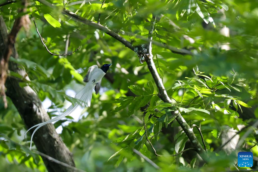 Foto yang diambil pada 6 Mei 2026 ini menunjukkan seekor burung seriwang Asia di kampung Bangxia, pekan Liyang, bandar Huangshan di provinsi Anhui, timur China. (Foto oleh Zhou Jie/Xinhua)