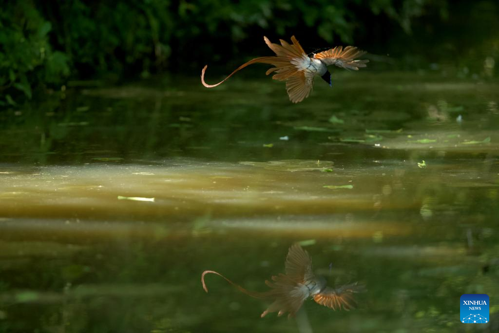 Foto yang diambil pada 6 Mei 2026 ini menunjukkan seekor burung seriwang Asia di kampung Bangxia, pekan Liyang, bandar Huangshan di provinsi Anhui, timur China. (Foto oleh Zhou Jie/Xinhua)