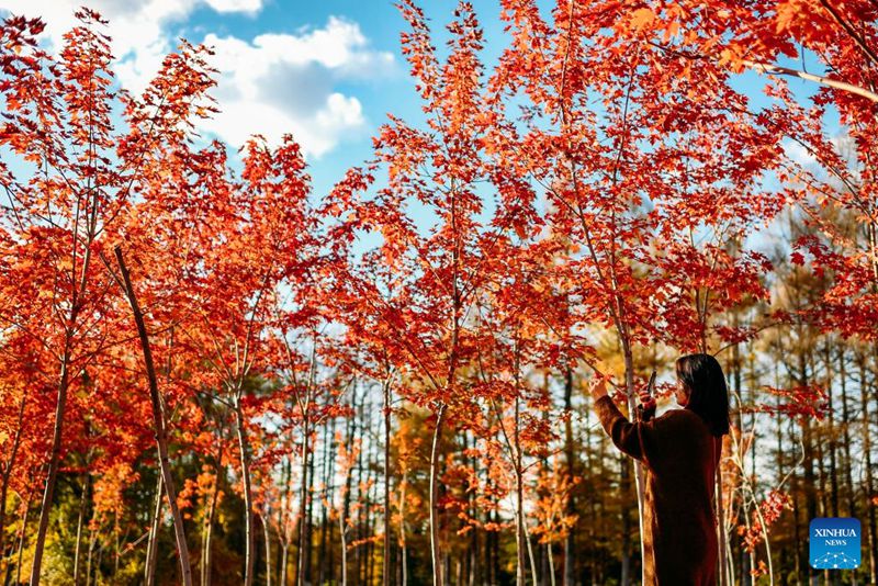 Pemandangan Musim Luruh di Changchun