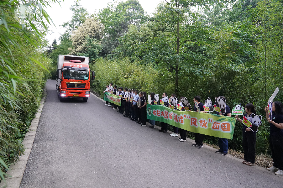 Panda Gergasi Fu Wa, Feng Yi Selamat Tiba di Sichuan