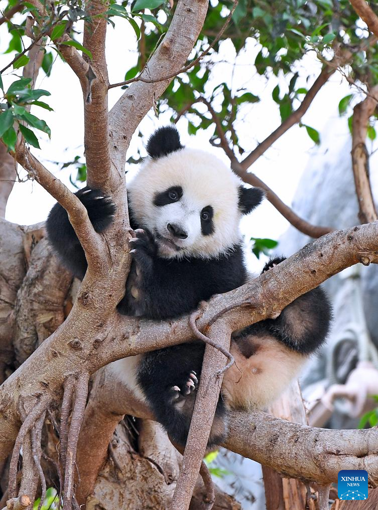 Sepasang anak panda gergasi itu dilahirkan pada Ogos lalu dan merupakan cahaya mata kepada Ying Ying dan Le Le, iaitu panda gergasi yang dihadiahkan oleh kerajaan pusat kepada Wilayah Pentadbiran Khas Hong Kong (HKSAR). (Xinhua/Chen Duo)