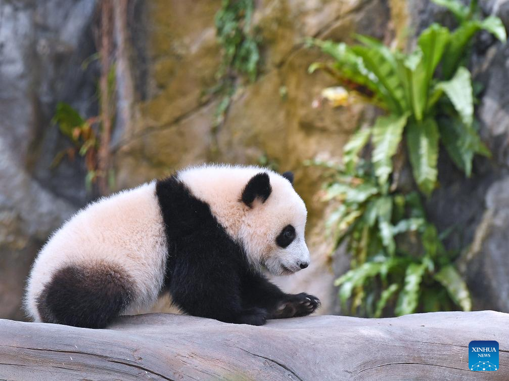 Anak panda gergasi betina, Jia Jia sedang bermain di kawasan Pengembaraan Panda Gergasi di Ocean Park Hong Kong di selatan China pada 27 Mei 2025. Anak panda gergasi tempatan pertama itu dinamakan Jia Jia dan De De menerusi pengumuman di Ocean Park Hong Kong pada Selasa.  Sepasang anak panda gergasi itu dilahirkan pada Ogos lalu dan merupakan cahaya mata kepada Ying Ying dan Le Le, iaitu panda gergasi yang dihadiahkan oleh kerajaan pusat kepada Wilayah Pentadbiran Khas Hong Kong (HKSAR). (Xinhua/Chen Duo)