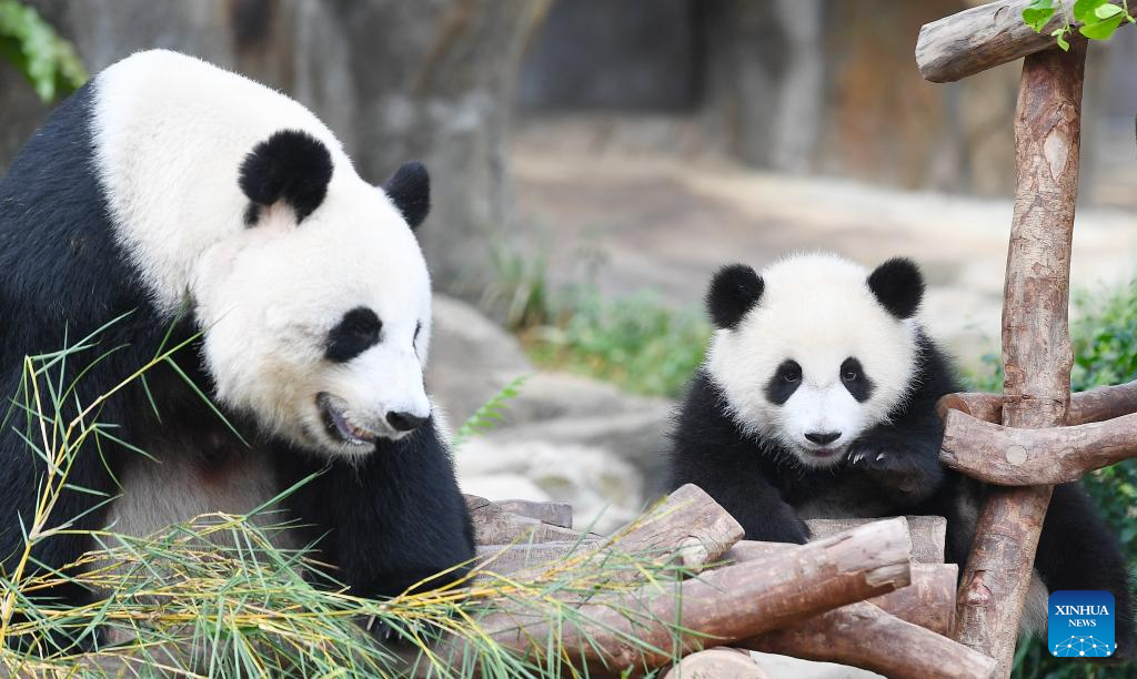 Anak panda gergasi betina, Jia Jia (kanan) diambil gambar bersama-samanya ibunya, Ying Ying di kawasan Pengembaraan Panda Gergasi di Ocean Park Hong Kong di selatan China pada 27 Mei 2025. Anak panda gergasi tempatan pertama itu dinamakan Jia Jia dan De De menerusi pengumuman di Ocean Park Hong Kong pada Selasa.  Sepasang anak panda gergasi itu dilahirkan pada Ogos lalu dan merupakan cahaya mata kepada Ying Ying dan Le Le, iaitu panda gergasi yang dihadiahkan oleh kerajaan pusat kepada Wilayah Pentadbiran Khas Hong Kong (HKSAR). (Xinhua/Chen Duo)