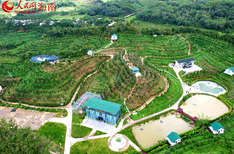 Foto pemandangan sudut udara pangkalan durian di Zon Ekologi Yucai, Sanya, Provinsi Hainan di selatan China. (People’s Daily Online/Meng Fansheng)