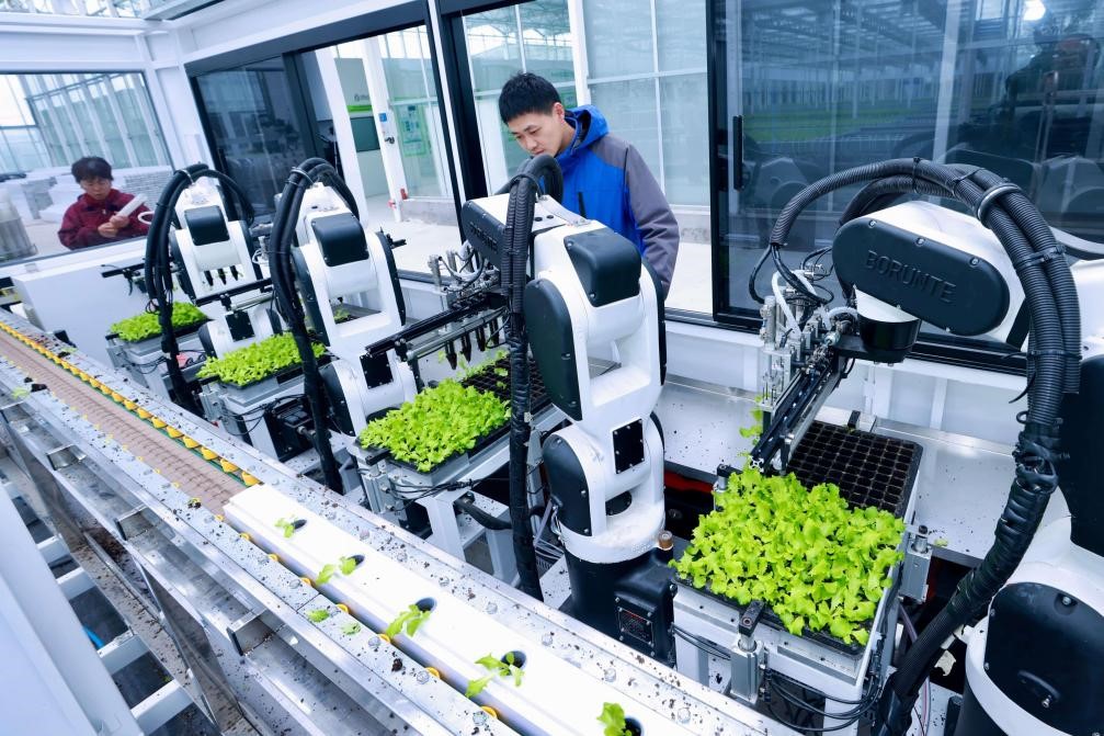 Robot menanam benih salad di sebuah taman demonstrasi pertanian pintar di pekan Guangchen, Pinghu, Provinsi Zhejiang, di timur China. (People’s Daily Online/Wang Zhijie)