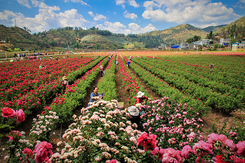 Industri Bunga Berkembang Mekar di Kaunti Yao’an