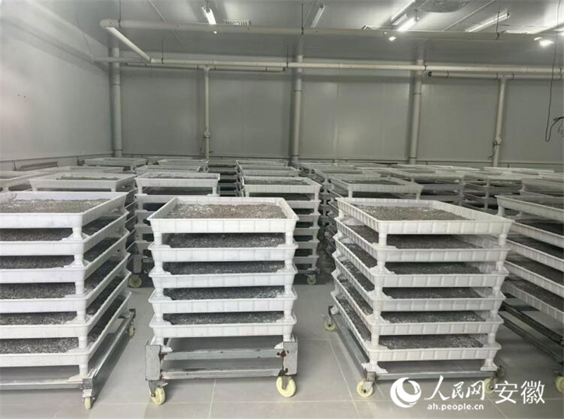 Kilang Ulat Sutera Pintar Hidupkan Semula Serikultur di Kampung Zhongfan