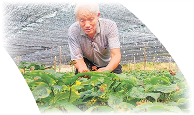 1.	Wang Wenshui, pengusaha ginseng di daerah Wendeng, bandar Weihai, Provinsi Shandong di timur China.