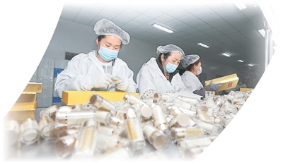 3.	Pekerja sedang membungkus produk ginseng Amerika di bengkel milik Syarikat Shandong Yiyang Biotechnology Group di daerah Wendeng, bandar Weihai, Provinsi Shandong, timur China. (Foto oleh Wang Yanbo)