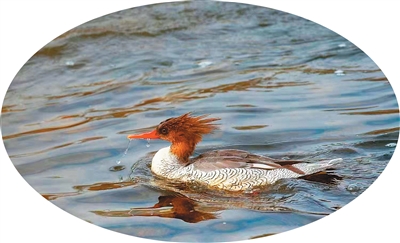 Seekor itik merganser China, iaitu spesies burung yang jarang didapati, dilihat sedang berenang di Taman Tanah Lembap Kebangsaan Jiulong di bandar Lishui, Provinsi Zhejiang di timur China. (Foto oleh He Weidong)
