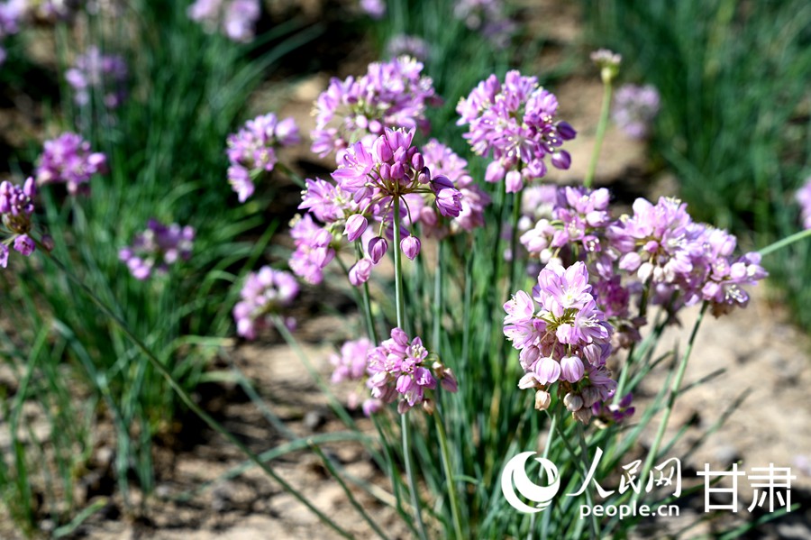 Foto memaparkan bunga bawang liar di kaunti Minqin, bandar Wuwei, Provinsi Gansu di barat laut China. (People’s Daily Online/Xi Juanjuan)
