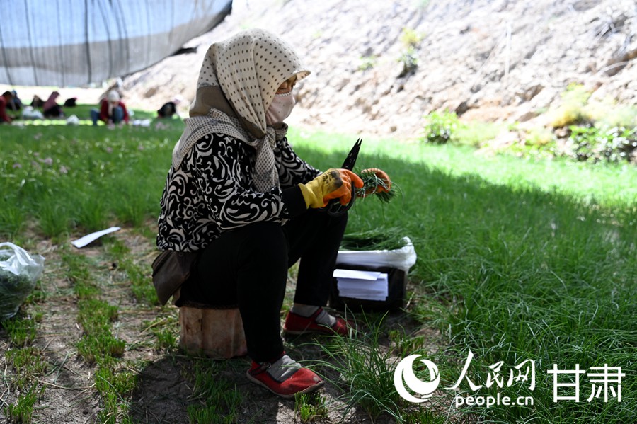 Seorang pekerja sedang menuai bawang liar di kaunti Minqin, bandar Wuwei, Provinsi Gansu di barat laut China. (People’s Daily Online/Xi Juanjuan)
